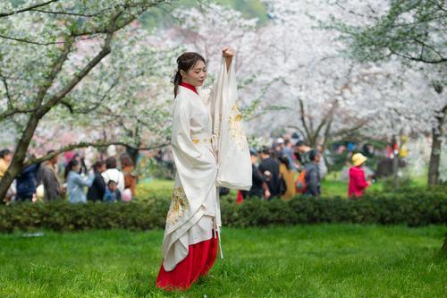 赏樱客、樱花景双双冲第一，武汉亮出“樱花第一城”