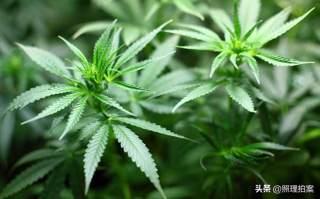 日本海关又抓到了一个加拿大人，犯什么事了？还是贩毒那件事！