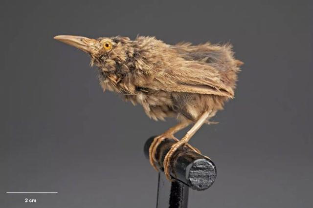 宠物猫登上孤岛后，新物种小鸟却走向灭绝，生物入侵人类难辞其咎