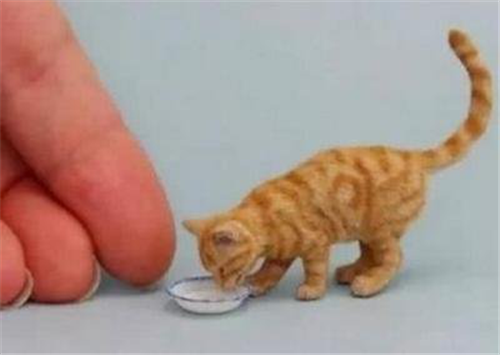 世界上最小的猫，与手指差不多，一捏就没！