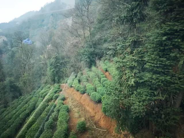 好嗨哟！山西阳泉代表团在四川蒙顶山这样茶旅游学