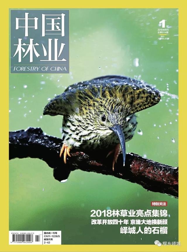 国家一级期刊《中国林业》12页篇幅刊发：峄城人的石榴