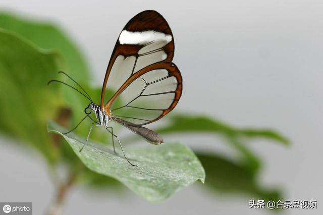 稀有的蝴蝶平时很少见到，你认识几个？
