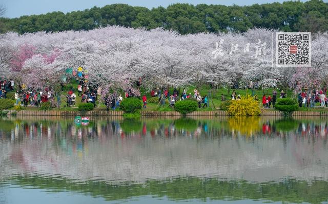 一天300000人！今天起，请叫武汉“樱花第一城”！