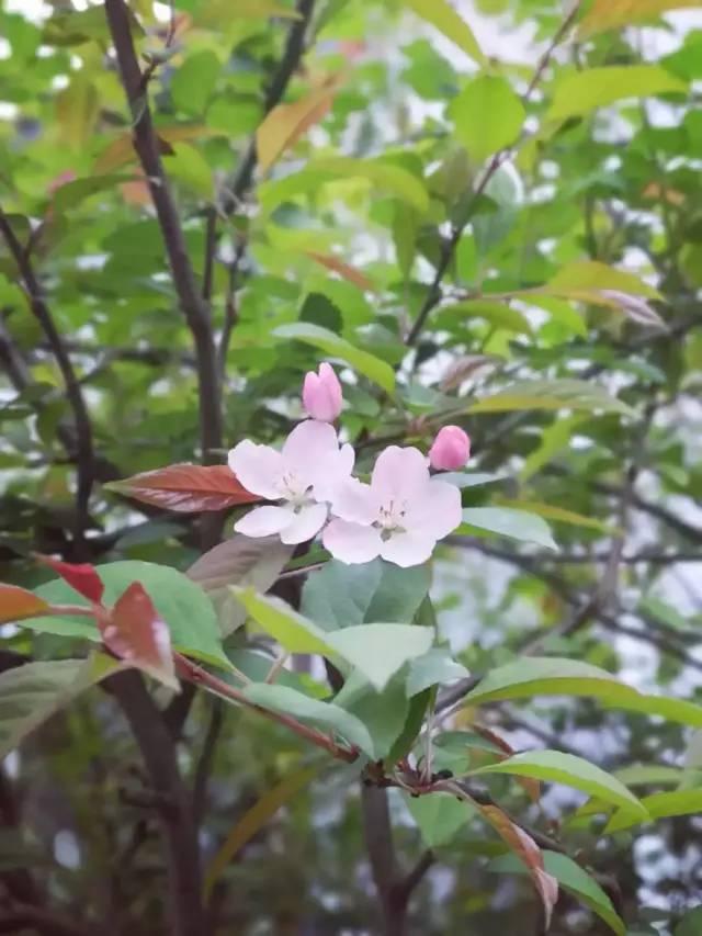 好嗨哟！山西阳泉代表团在四川蒙顶山这样茶旅游学