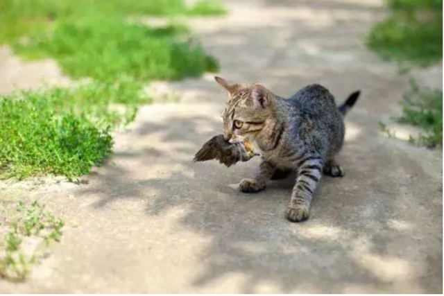 宠物猫登上孤岛后，新物种小鸟却走向灭绝，生物入侵人类难辞其咎