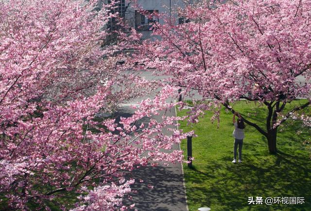 全世界樱花竞相绽放，游客驻足拍照