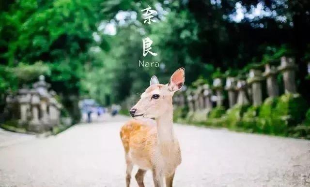 奈良丨旅游攻略不会告诉你，被奈良鹿咬成重伤的样子