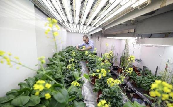 新加坡通过新技术吸收优良基因 蔬菜能抗疾病更快成长
