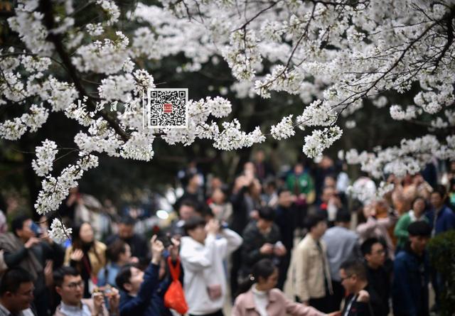 一天300000人！今天起，请叫武汉“樱花第一城”！