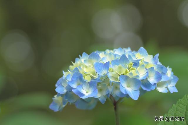 绣球花——玉团锦簇，朵朵藏情，红蓝粉紫，秀色满庭！