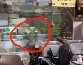 新加坡餐厅自助台现20厘米老鼠！旋转跳跃不闭眼~