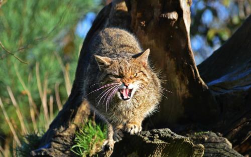 宠物猫登上孤岛后，新物种小鸟却走向灭绝，生物入侵人类难辞其咎