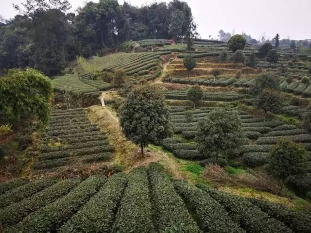 好嗨哟！山西阳泉代表团在四川蒙顶山这样茶旅游学