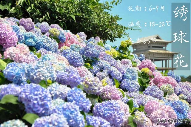 绣球花——玉团锦簇，朵朵藏情，红蓝粉紫，秀色满庭！