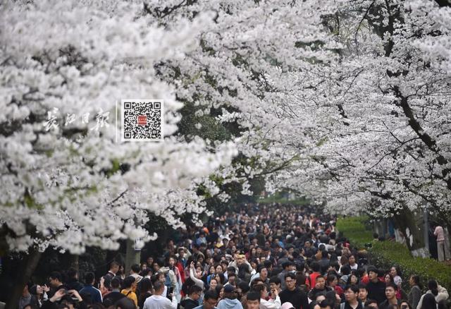 一天300000人！今天起，请叫武汉“樱花第一城”！