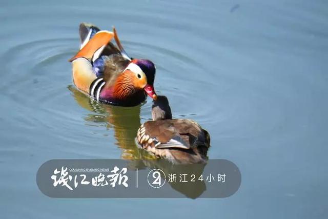 急吼吼地要繁育下一代！春日西湖边，这几对夫妻遭遇“住房难”