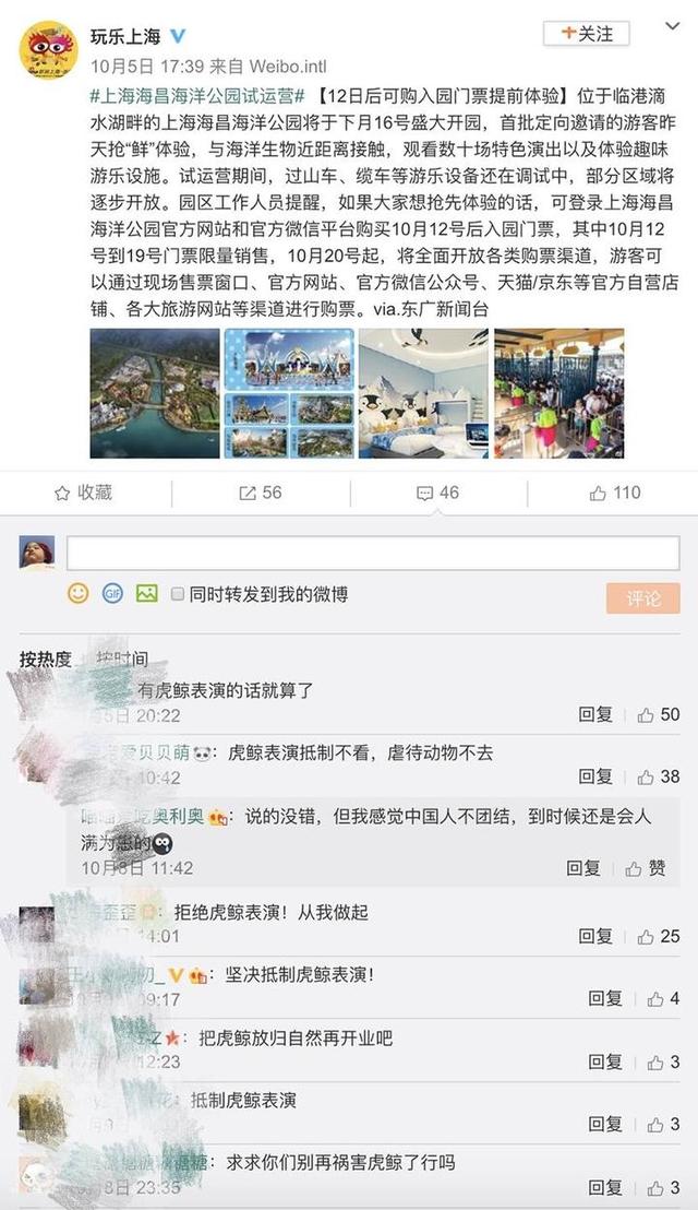 上海两头白鲸谢幕演出放归自然 网友：愿你自由