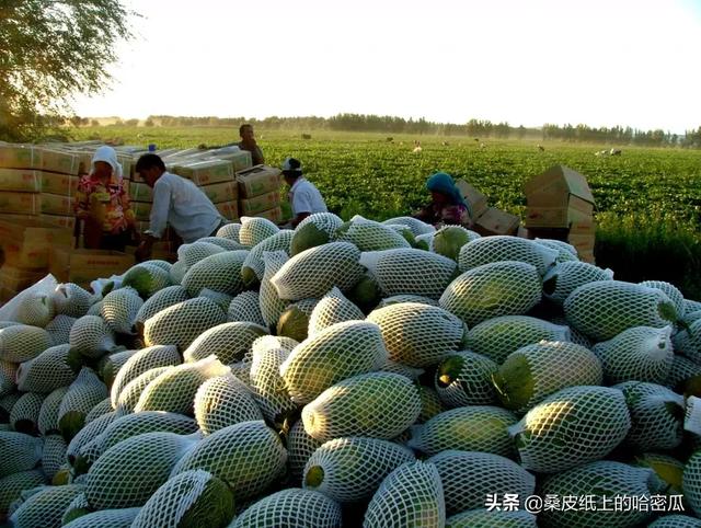 你所不知道的哈密瓜: 哈密瓜宣传大使带您开启甜美之旅