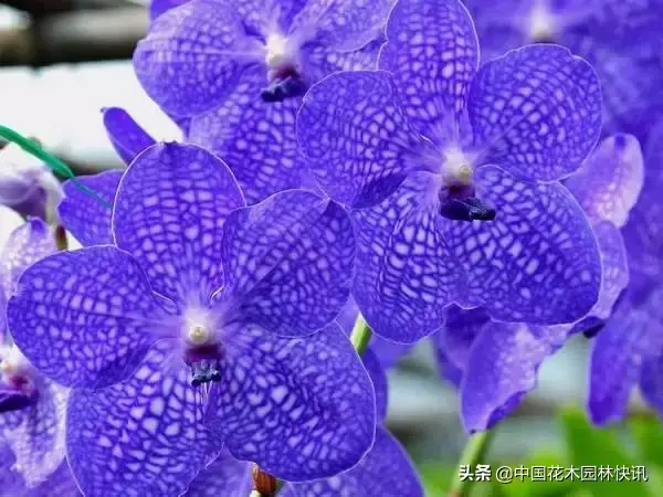 世界各国国花欣赏