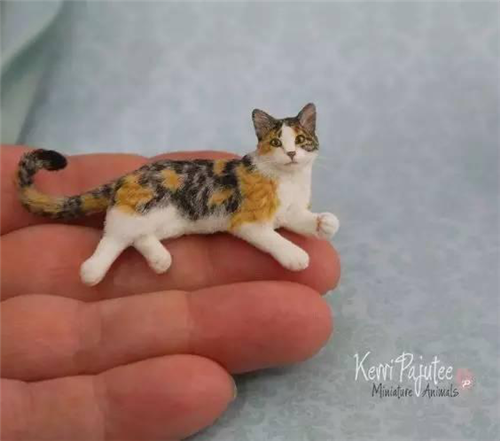 世界上最小的猫，与手指差不多，一捏就没！