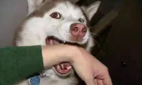 我在国外被狗咬伤，医生竟然拒绝为我打狂犬疫苗？