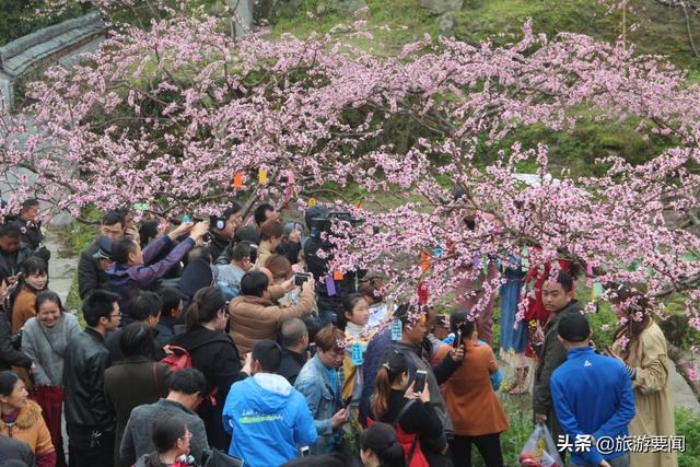 湖南炎陵：数万亩桃花别样红