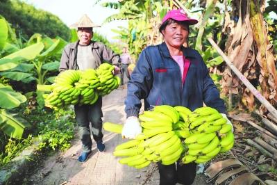 探寻地方志系列之九：横槊两千多年的国际香蕉帮