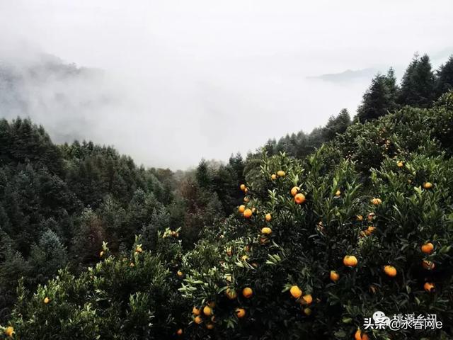 喜讯｜永春又要上央视啦！