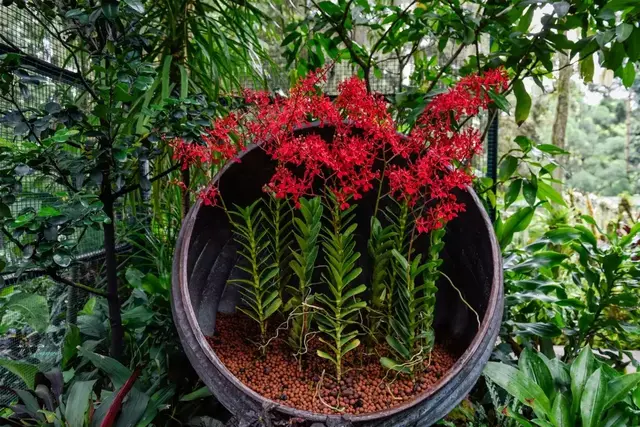 全世界最大的兰花园，新加坡的国花竟以孙燕姿命名？