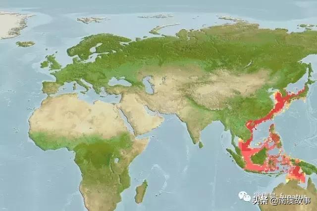 全球总18种马鲛鱼，它们分布在这全球这些海域上