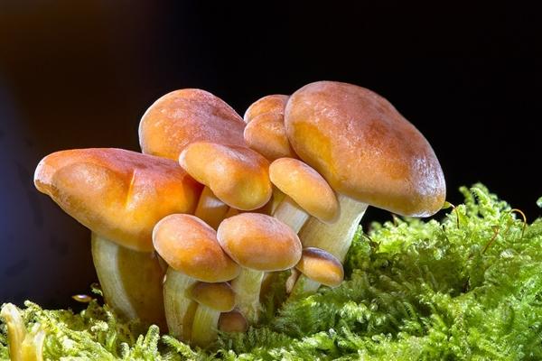 研究发现吃蘑菇可以降低认知衰退的风险