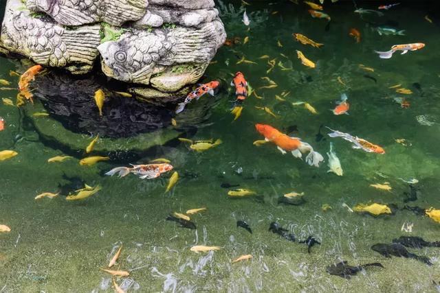 滨海湾花园，新加坡最新地标，一个浪漫到腻的地方