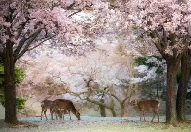 春天最佳旅行地，清明、五一、端午小长假走起