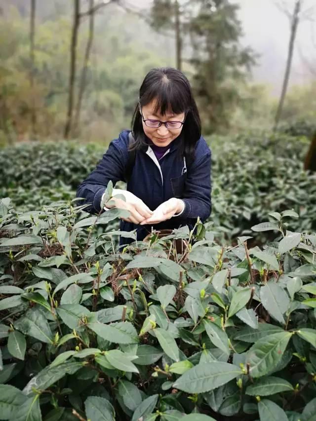 好嗨哟！山西阳泉代表团在四川蒙顶山这样茶旅游学