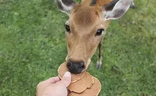 奈良丨旅游攻略不会告诉你，被奈良鹿咬成重伤的样子