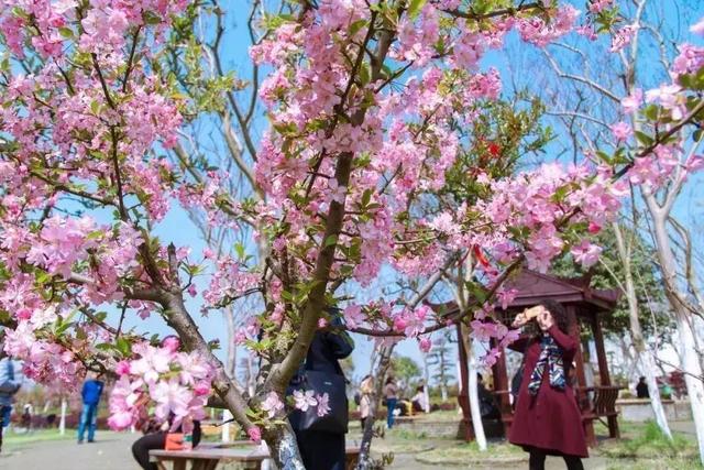 “武汉最美樱花季？！”你怕是对武汉还不太了解……