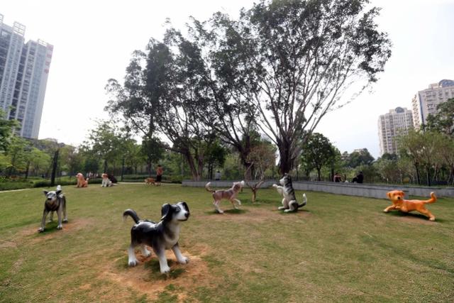 铲屎官快带毛孩子，来深圳首个宠物公园撒欢，还能钻圈、过独木桥