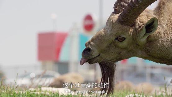 这部高分神剧太清奇，企鹅坐地铁吃午餐，黑熊开冰箱偷食物