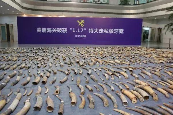 走私象牙、犀牛角、濒危鹦鹉蛋……濒危物种缉私十大典型案例发布，涉山东！