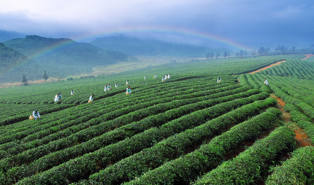 赤壁青砖茶：重振万里茶道雄风，再现明清全民盛况