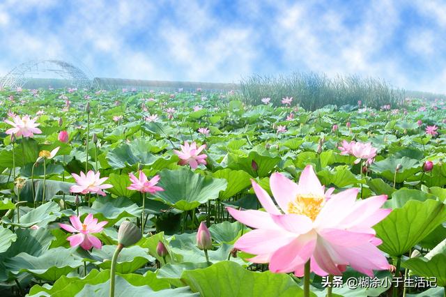 白洋淀荷花大观园简介