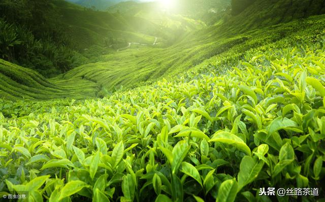 读茶如书！真正爱茶人须知道有关茶的重要思考：中国茶的百年之战