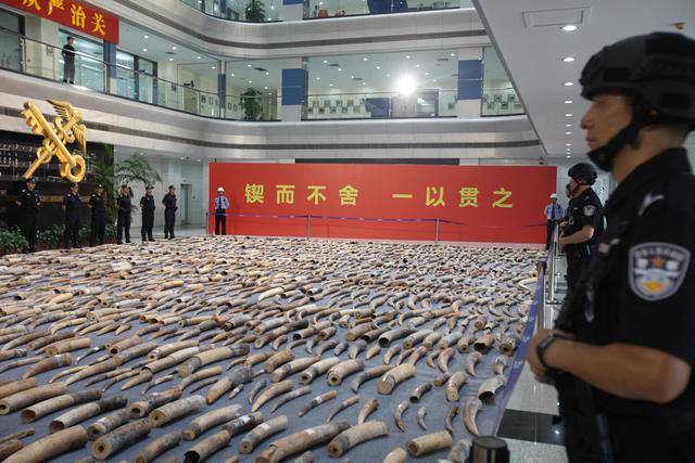 海关总署发布打击象牙等濒危物种及其制品走私十大案例