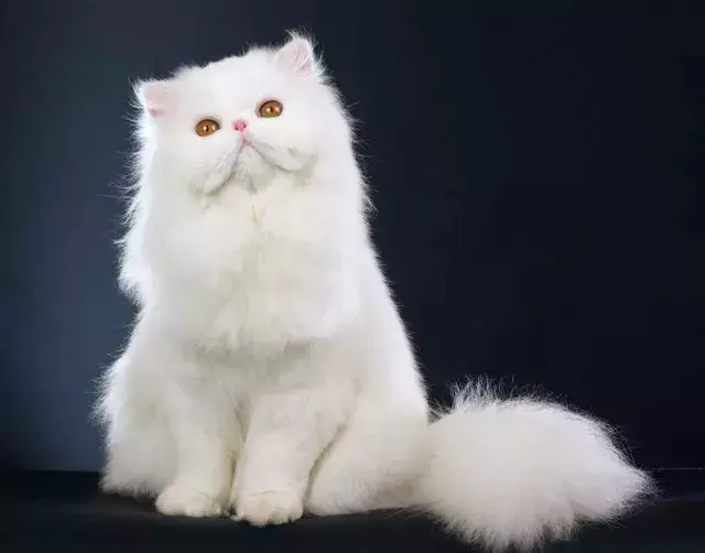猫咪萌值排行榜，你家主子排第几？