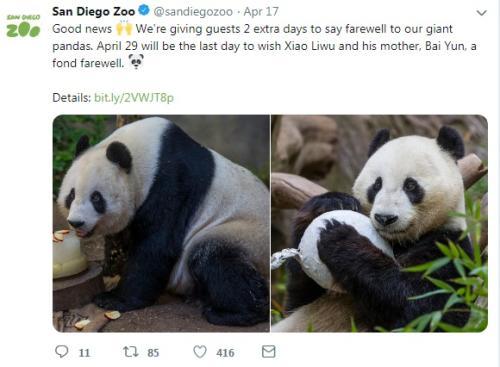 萌翻美国的熊猫“白云”母子要回家了！民众泪别