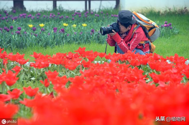 这些郁金香花展，再不赏你可就要再等一年了！