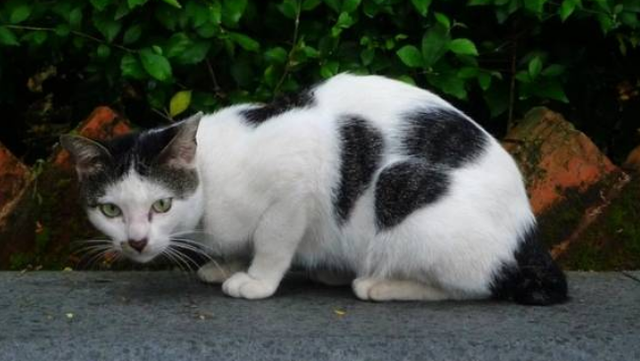揭秘！一个让爱猫人来了竟不想走的地方