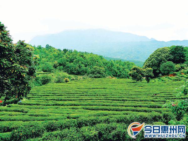 惠州人品茶曾独步岭南 苏轼：“岭外惟惠人喜斗茶”
