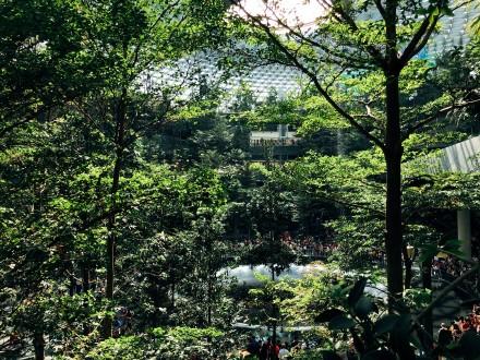 新加坡樟宜机场瀑布雨林什么情况 现实里的疯狂动物城